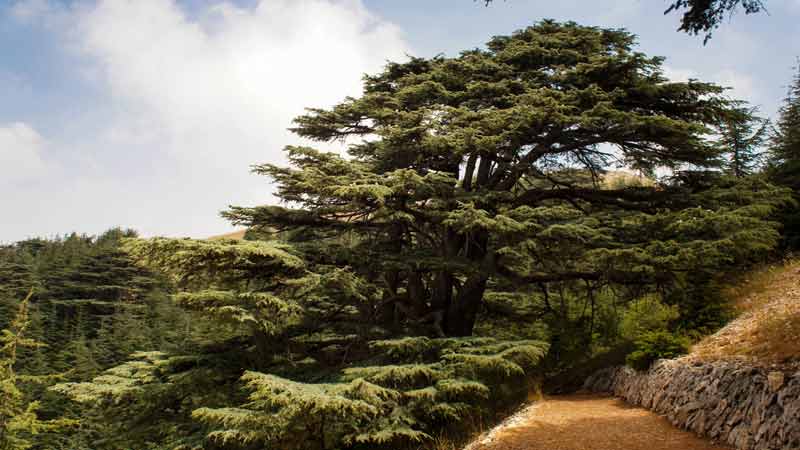 https://www.mandaley.fr/wp-content//road-trip-au-liban-beiteddine.jpg