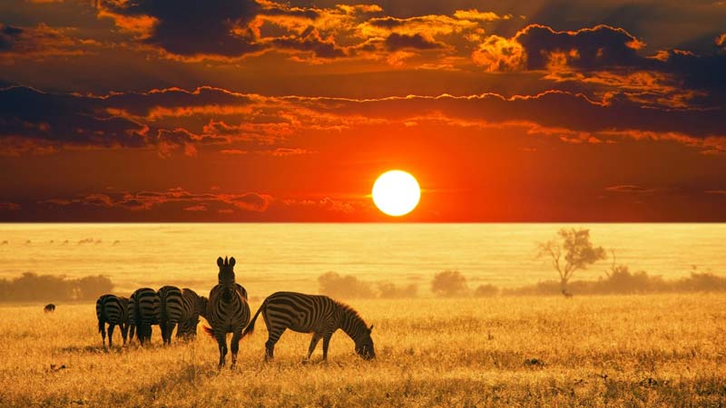 https://www.mandaley.fr/wp-content//2019/01/safari-en-tanzanie-ruaha.jpg