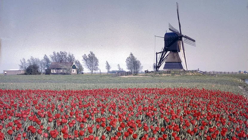 View with a windmill and tulip field