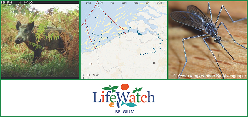 Collage of photos from LifeWatch Belgium news