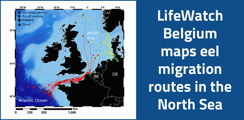 LW Belgium tracks eel migration