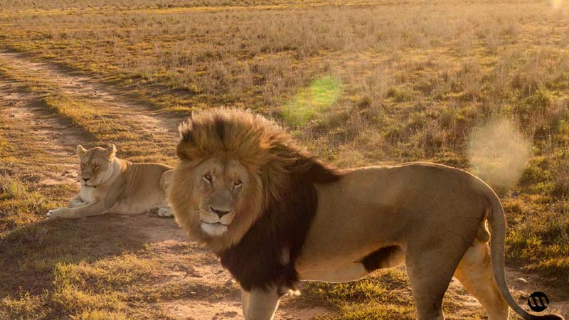 https://www.mandaley.fr/wp-content//2019/05/safari-en-afrique-du-sud-lions.jpg