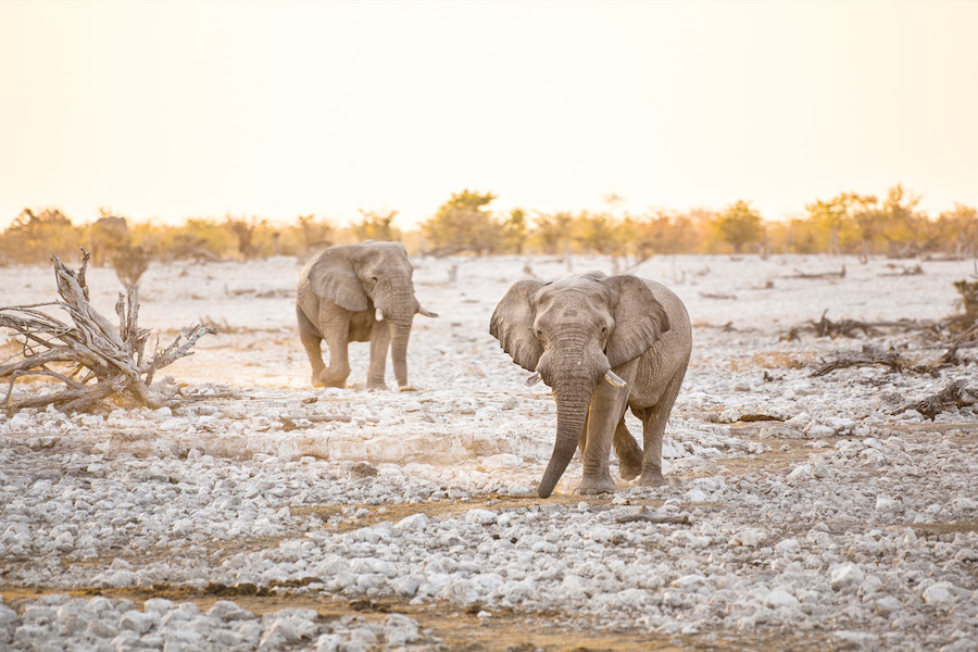 https://club.mandaley.fr/wp-content/uploads/2019/05/namibia-wildlife-safari-slideshow-image-5bed562446418-1.jpg