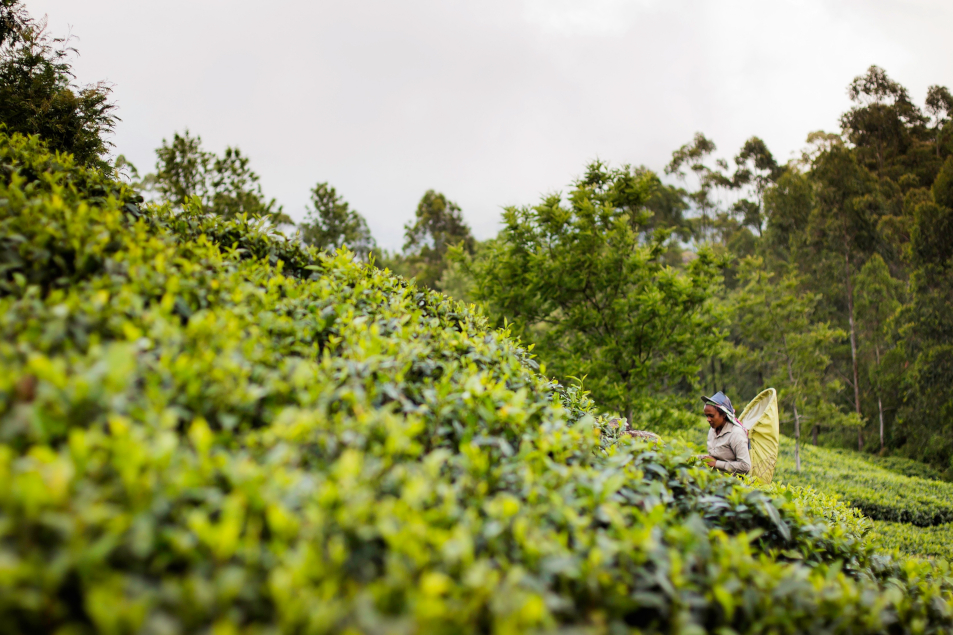 https://club.mandaley.fr/wp-content/uploads/2019/04/NUWARA-ELIYA.jpg